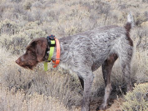 hunting dog breeds autos post