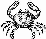 Drawing Cartoon Crab Crabs Draw Easy Dungeness Steps Follow King Getdrawings sketch template