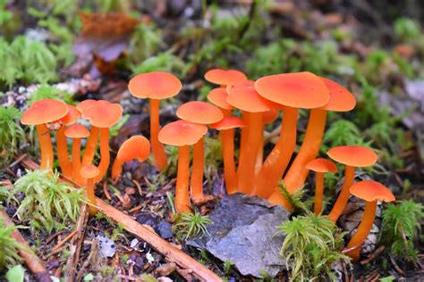images mushrooms fungi fungus mycology outdoors woods forest moss edible mushroom