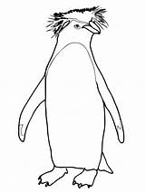 Penguin Rockhopper Coloring Pages Drawing Cute Penguins Outline King Colouring Printable Kidsplaycolor Color Clipart Chinstrap Baby Kids Getdrawings Getcolorings Drawings sketch template