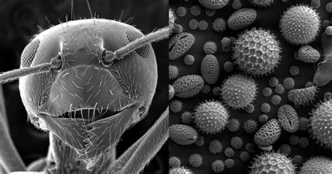 scanning electron microscope develop  breathtaking images