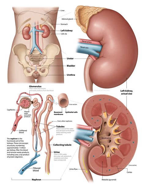 kidney  pkd foundation