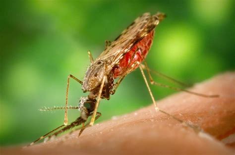 world daily forex updates blog information  dengue fever
