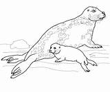 Seal Coloring Baby Pages Gray Mother Leopard Harp Drawing Seals Printable Cute Navy Color Getdrawings Getcolorings Dot sketch template