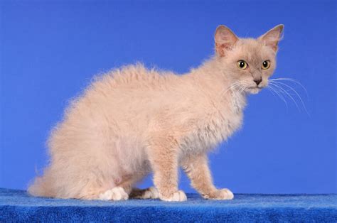 laperm cat breed info advice zooplus magazine