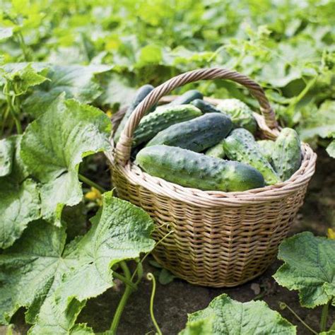 healthy cucumbers produce large leaves long vines and plump fruits