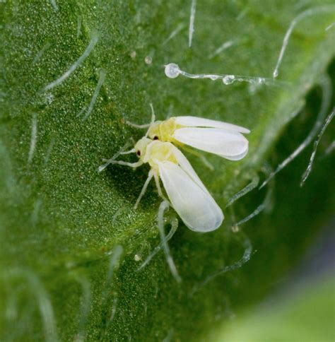 whiteflies management  integrated approach hybrid veggies