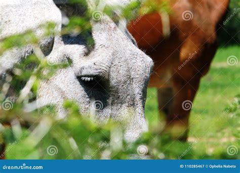 een kruising van een paard en een ezel die door de omheining bij een park  zimbabwe gluren