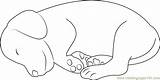 Dog Sleeping Coloring Small Drawing Pages Color Dogs Coloringpages101 Getdrawings sketch template