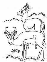 Coloring Antelope Printable Antelopes Kids Two Getdrawings Pages sketch template