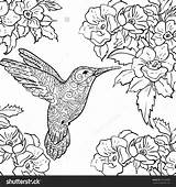 Coloring Hummingbird Printable Adults Flower Adult Long Sylph Sheets Bird Tailed Humming Happy Getcolorings Getdrawings Template Colorings sketch template