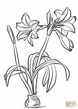 Amaryllis Brasiliensis Coloriages Supercoloring sketch template