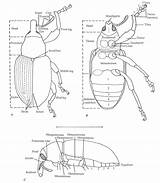 Curculionidae Dorsal Morphology Dictionary Choose Board Anatomy Diagram sketch template