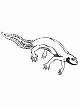 Newt Coloring Salamander Pages Spotted Drawing Red Supercoloring Printable Eastern Categories Getdrawings sketch template