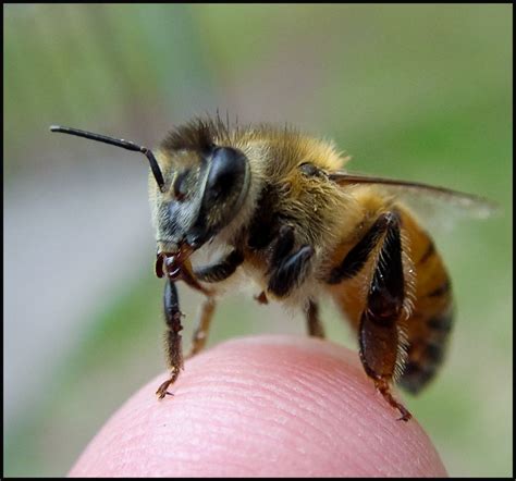 Pesticides Not Yet Proven Guilty Of Causing Honeybee Declines New