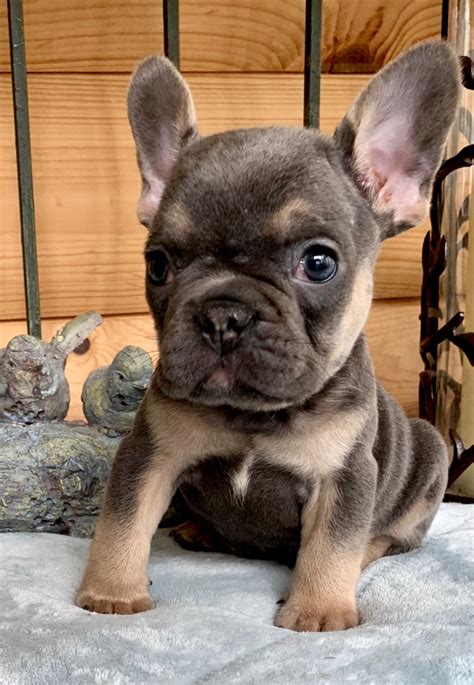 blue french bulldog hungary picture bleumoonproductions