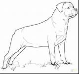Coloring Pages Rottweiler Getdrawings sketch template