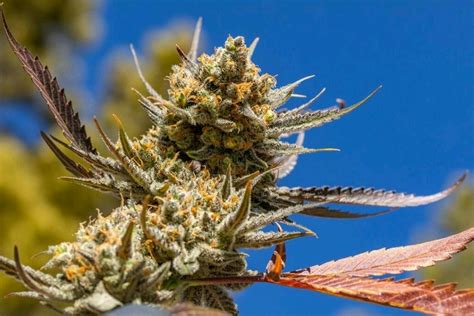 marijuana strains  grow   leafly