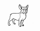 Bulldog French Coloring Dog Coloringcrew sketch template