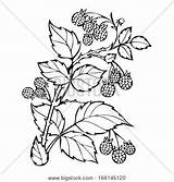 Raspberries Waldbeeren Leaves Beeren Branches Vine Nahtlosen Sortiert Abbildung Skizze Verlässt Einfarbig sketch template