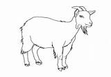 Goat Coloring Pages Boer Getcolorings sketch template