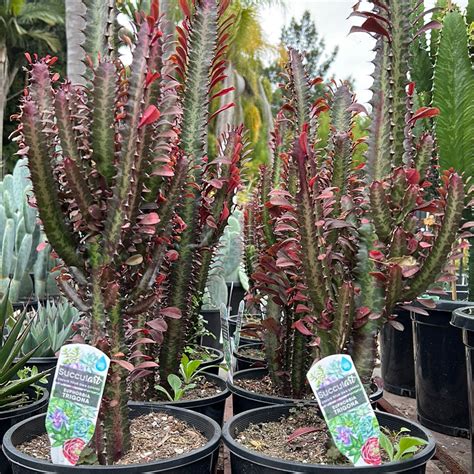 euphorbia trigona rubra sydneys plant market