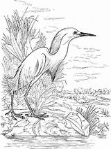 Pages Coloring Egrets Birds Egret sketch template