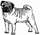 Pug Coloring Pages Clipart Puppy Clip Printable Dog Kids Christmas Sheets Library Popular Coloringhome Cliparts sketch template