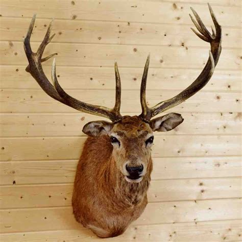 red stag taxidermy mount  sale sw taxidermy mounts stag taxidermy