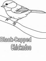 Coloring Chickadee Capped Colornimbus Designlooter sketch template