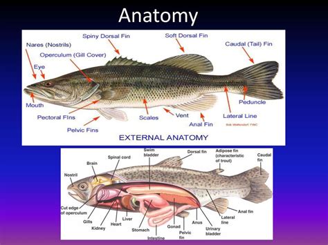 anatomy  fish classification body parts