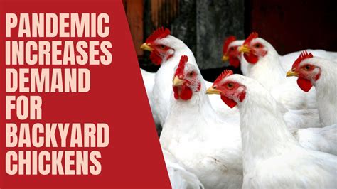 pandemic increases demand for backyard chickens youtube