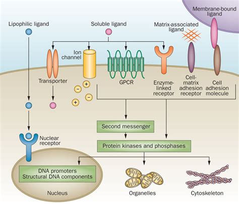 cell signalling receptors differ   mechanisms  activation