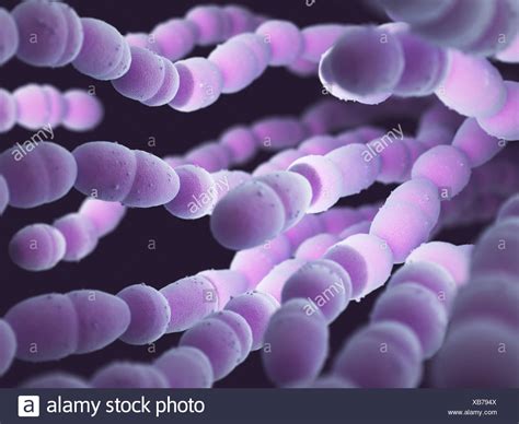 streptococcus bacteria stock  streptococcus