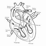 Anatomy Coloring Pages Physiology Heart Human Science Book Structure Blood Worksheet Momjunction Print Phlebotomy Drawing System Worksheets Toddler Top Flow sketch template