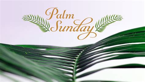 gave   answer     single charge palm sunday