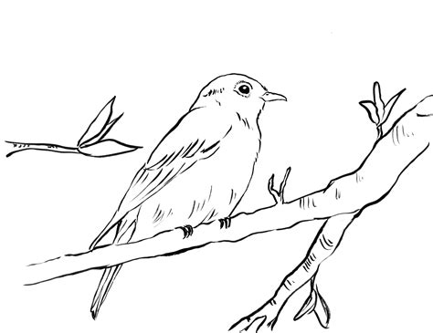 bluebird coloring page samantha bell
