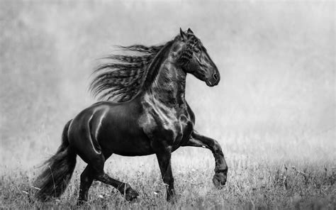 horse black  white p resolution hd  wallpapers images backgrounds