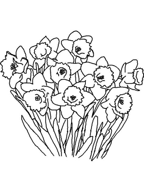 daffodil coloring pages   print daffodil coloring pages