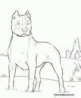 Perro Pitbull Pit Cloudshareinfo Domesticos Animales sketch template