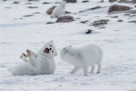 fun facts   arctic fox arctic kingdom