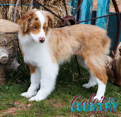storms red merle female  color country aussies