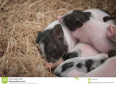 mini pig family   stock image image  animal