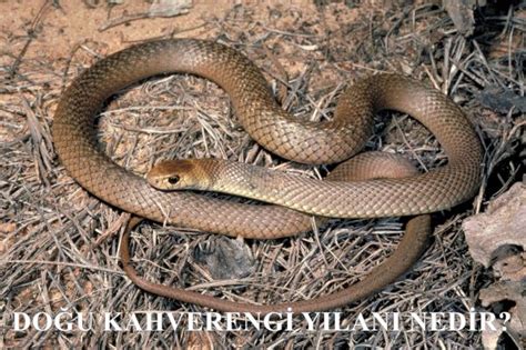 doğu kahverengi yılanı nedir dünyanın en zehirli yılanı ne