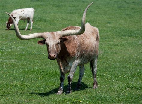 10 Of The Most Exceptional Cattle Breeds