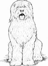 Coloring Dog Pages Breed Shaggy Sheepdog sketch template