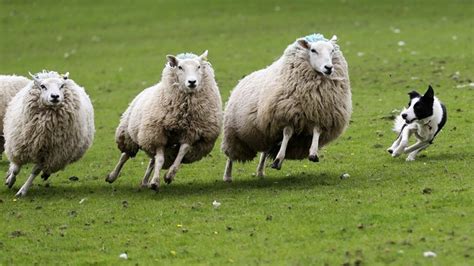 secret  herding sheep discovered daily mail