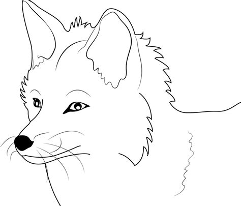 fox coloring pages  printable