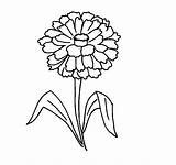 Zinnia Flower Coloring Pages Printable Easy Designlooter Print 8kb 1416 sketch template