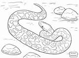 Coloring Pages Python Ball Printable Snake Drawing Rattlesnake Realistic Diamondback Western Color Snakes Print Sheets Supercoloring Getdrawings Getcolorings Drawings Colorings sketch template